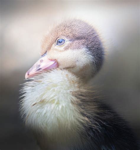 Baby Duckling Portrait Pose Photograph by Jordan Hill - Pixels