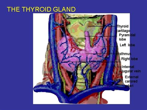 The Thyroid Gland Thyroid Cartilago Pyramidal Lobe Left