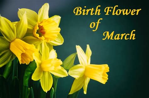 Narcissus Flower Name In Hindi Best Flower Site