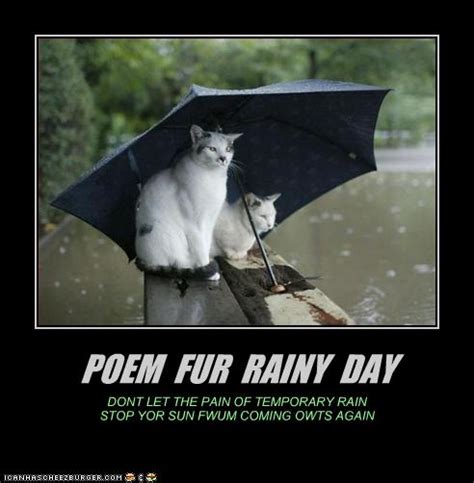 Rainy Day Quotes Funny Animals. QuotesGram