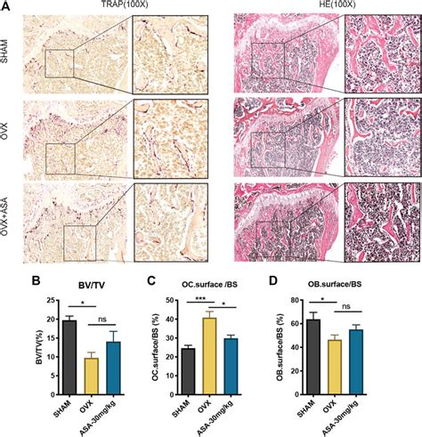 Frontiers α Asarone Attenuates Osteoclastogenesis and Prevents