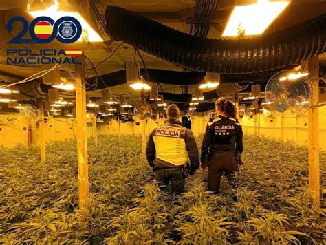 Ingressa A Pres Un Home Que Cultivava Marihuana En Una Nau Joan