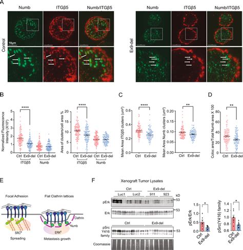 Numb isoforms differentially regulate integrin β5 clustering at the