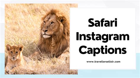 108 Safari Captions For Instagram Puns Quotes Short Captions