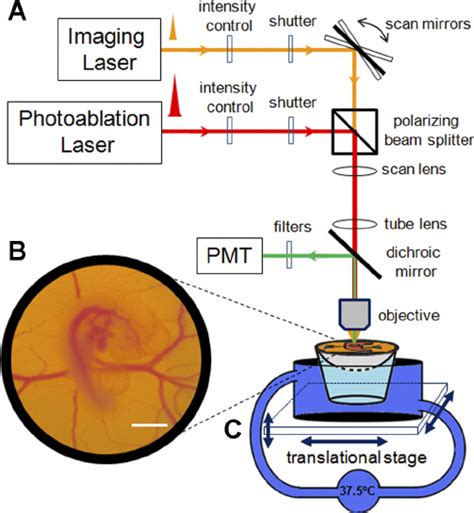 Experimental Setup A Schematic Of The Two Photon Excited Fluores