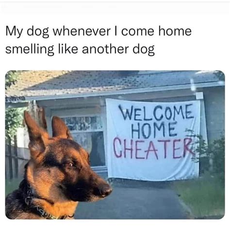 50 Hilarious Doggo Memes To Brighten Your Day (5/12/2023)