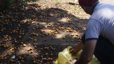 Área de Coleta de Sementes Blog Viveiro Educativo Semeando Vidas