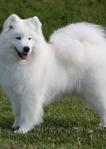 Photos of Samoyed on myCast - Fan Casting Your Favorite Stories