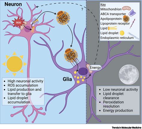 Does Glial Lipid Dysregulation Alter Sleep In Alzheimer’s And Parkinson’s Disease Trends In