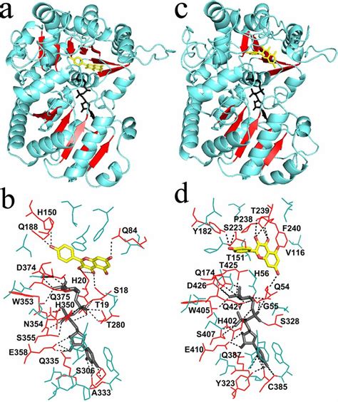 The 3d Crystal Modeling And Molecular Docking Analysis Of Csugt75l12