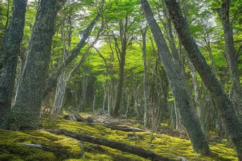 Famous Forests In Pakistan Location Area Covered