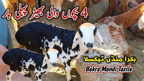 Friday Taxila Mandi Latest Update 3 March 2023 Turkey Dumby Sheeps