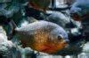 Red Bellied Piranha Serrasalmus Nattereri Sims Tropical Fish