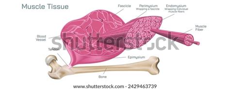 There Three Types Muscle Tissue That Stock Vector (Royalty Free ...