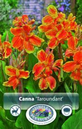 Simple Pleasures Canna Taroudant Pk Bulb Gertens Garden Center