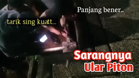 Menangkap Ular Piton YouTube