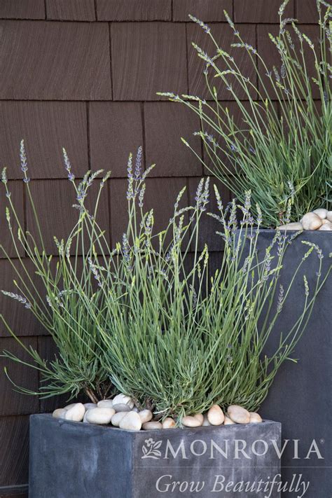 Phenomenal French Lavender Trees Today Nursery