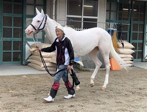 【ソダシまとめ】歴史塗り替えた美しき白毛のヒロイン デビューからの軌跡 競馬ライブ速報写真ニュース 日刊スポーツ