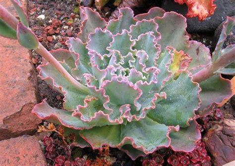 Plantfiles Pictures Echeveria Ruffles Echeveria By Daveh