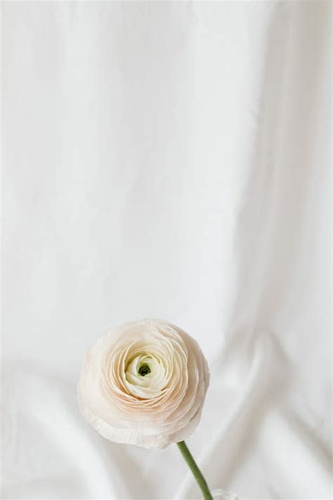 A White Buttercup Flower · Free Stock Photo