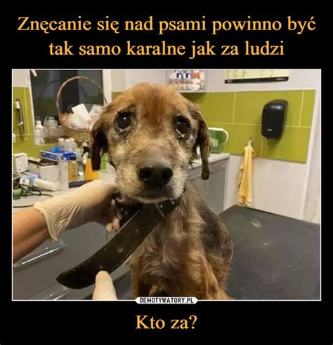 Znęcanie się nad psami powinno być tak samo karalne jak za ludzi Kto za