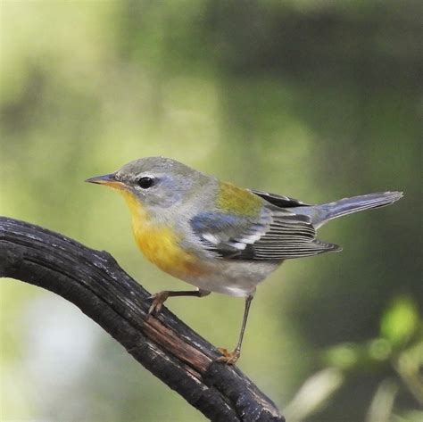 Northern Parula Casa Ana Playa Larga Cuba Jan Mersey Flickr