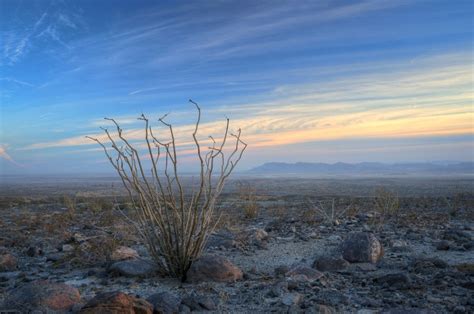 Ocotillo in California's Colorado Desert - Anne McKinnell Photography