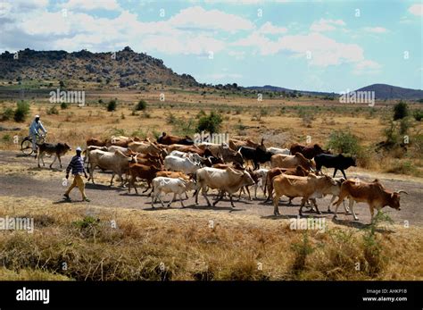 Africa Kenya Cow Cows Nomadic Nomads Farm Farmer Stock Photo Alamy