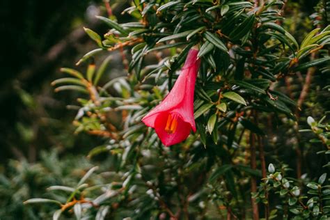 Where can I see the Chilean Bellflower in the wild