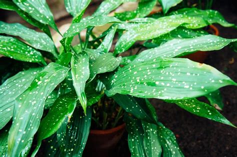 Easy Guide To Cast Iron Plant Care Aspidistra The Indestructible