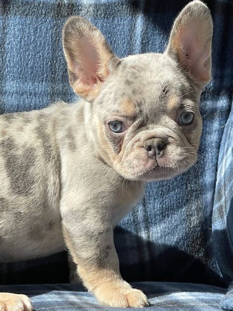 Lilac And Tan Merle Male Snowy 7955 Jjg Frenchies