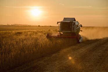 Combine Harvester Harvesting Soybean Crops In Farm At Sunset Stock Photo