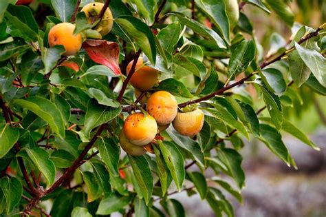 Persimmon Tree With Many Persimmons In Autumn Stock Image Image Of