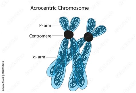 Biological Illustration Of Acrocentric Chromosome Stock Vector Adobe Stock