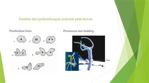 Ppt Sistem Reproduksi Tumbuhan Dan Hewan Kelas Seputar Kelas