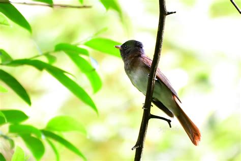 綬帶 壽帶鳥 亞洲授帶 Amur Paradise Flycatcher Terpsiphone incei Flickr