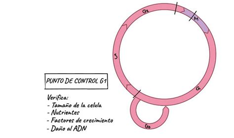 En El Punto De Control Ubicado Al Final De La Fase G1 Se Revisa Que