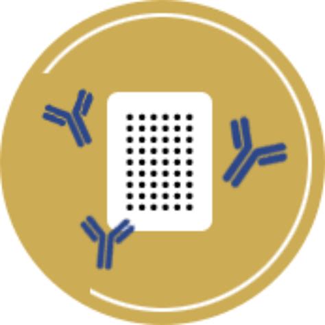 Antibody Library Generation For Phage Display Proteogenix Us