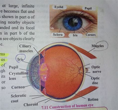 Parts Of The Human Eye And Their Functions