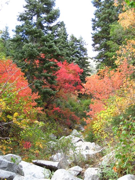 Little Cottonwood Canyon in the FALL | Scenery, Cottonwood canyon ...