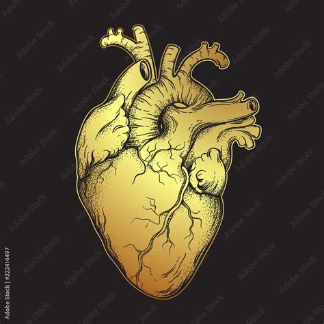 Human heart of gold. Anatomically correct hand drawn line art and ...