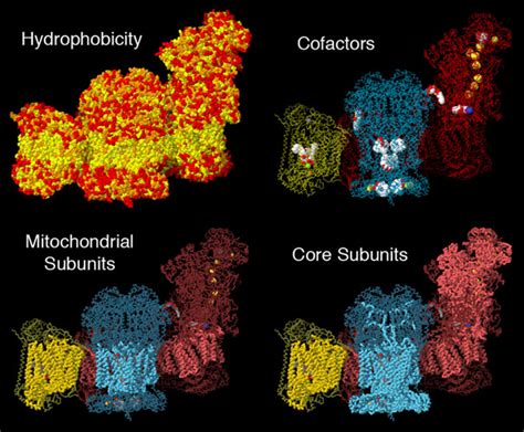 Pdb 101 Molecule Of The Month Respiratory Supercomplex