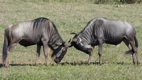 Blue Wildebeest | MarkEisingBirding