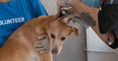 12 Alternative Career Paths for Veterinary Techs