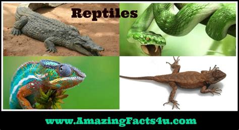 Reptiles Amazing Facts 4 u