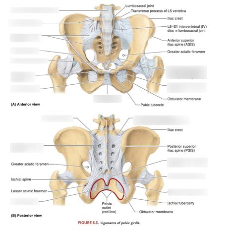 Pelvic Girdle Ligaments Diagram Quizlet