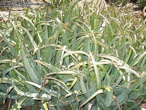 Plantfiles Pictures Aloe Species Aloe Sinkatana By Xenomorf