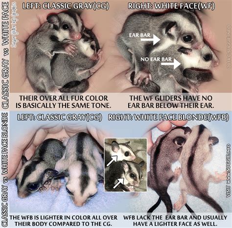 Anatomy Sugar Glider Info