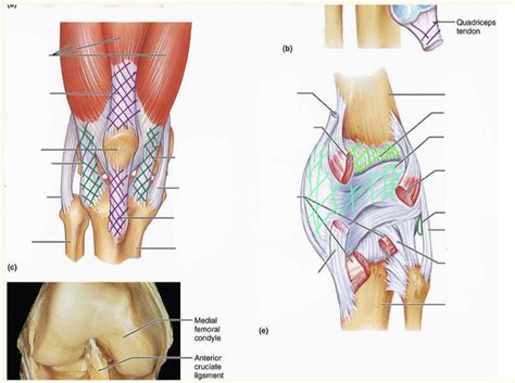 Knee Joints Part Ii Diagram Quizlet