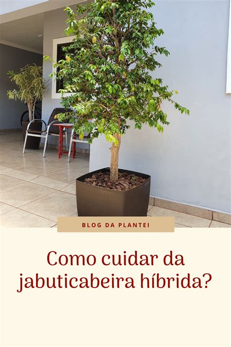 Aprenda a cuidar da jabuticabeira híbrida para garantir uma ótima